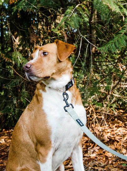Olive Fabric Leash